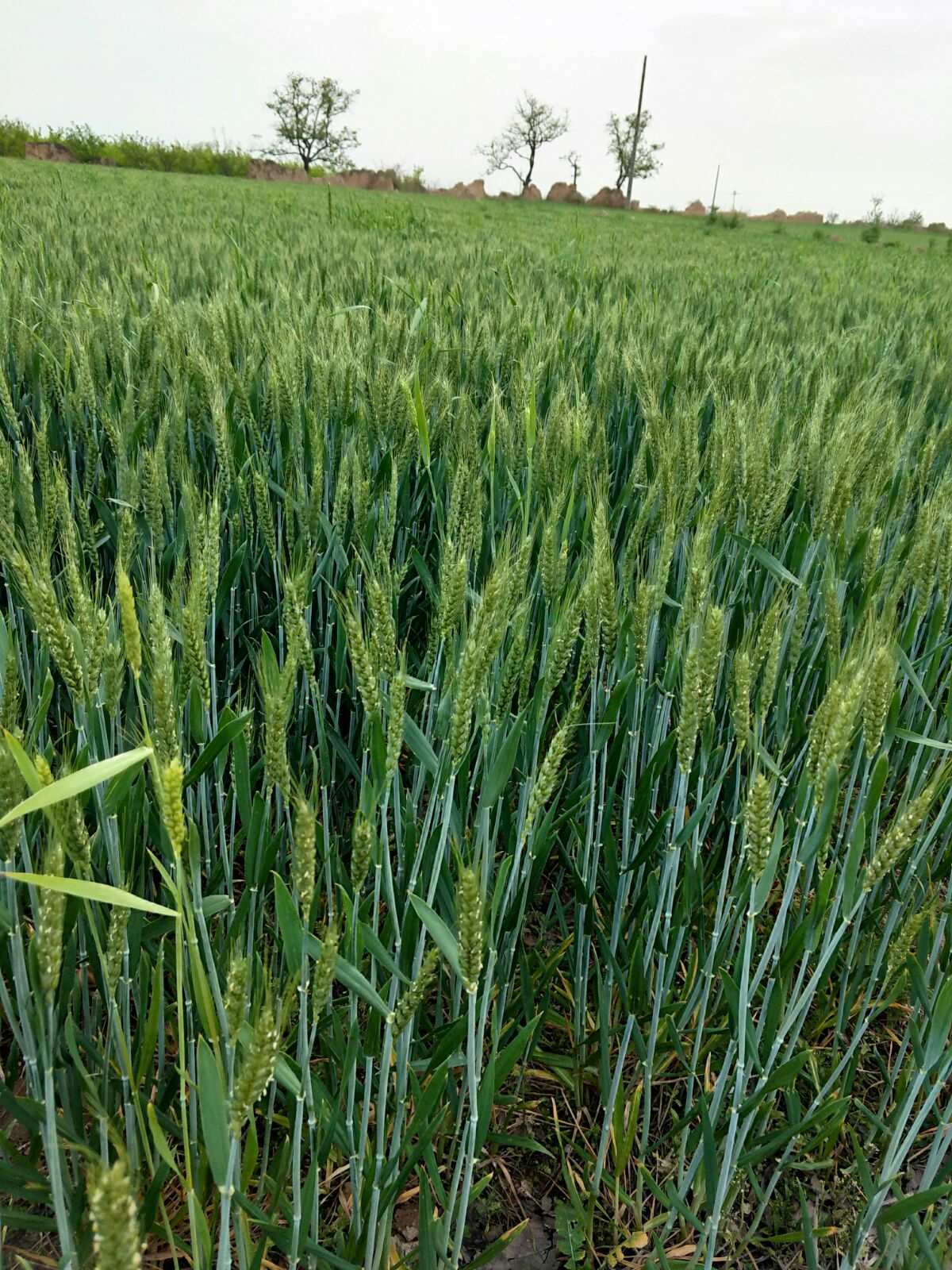 河北富硒农产品(河北省富硒土壤的分布特点)-硒宝网