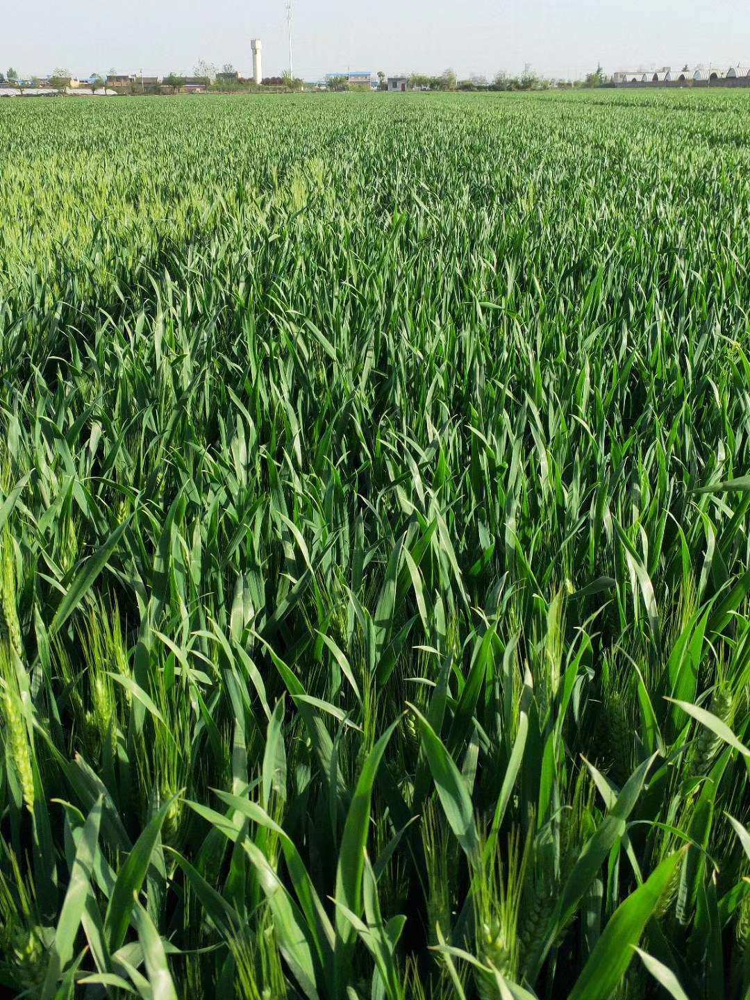 河北富硒农产品(河北省富硒土壤的分布特点)-硒宝网