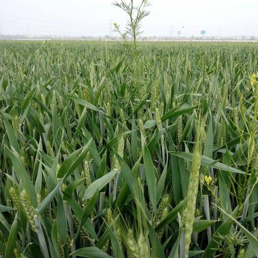 河北富硒农产品(河北省富硒土壤的分布特点)-硒宝网