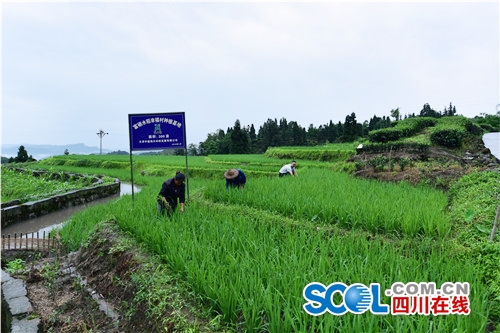 高山富硒农产品(高山富硒茶属于什么茶)-硒宝网