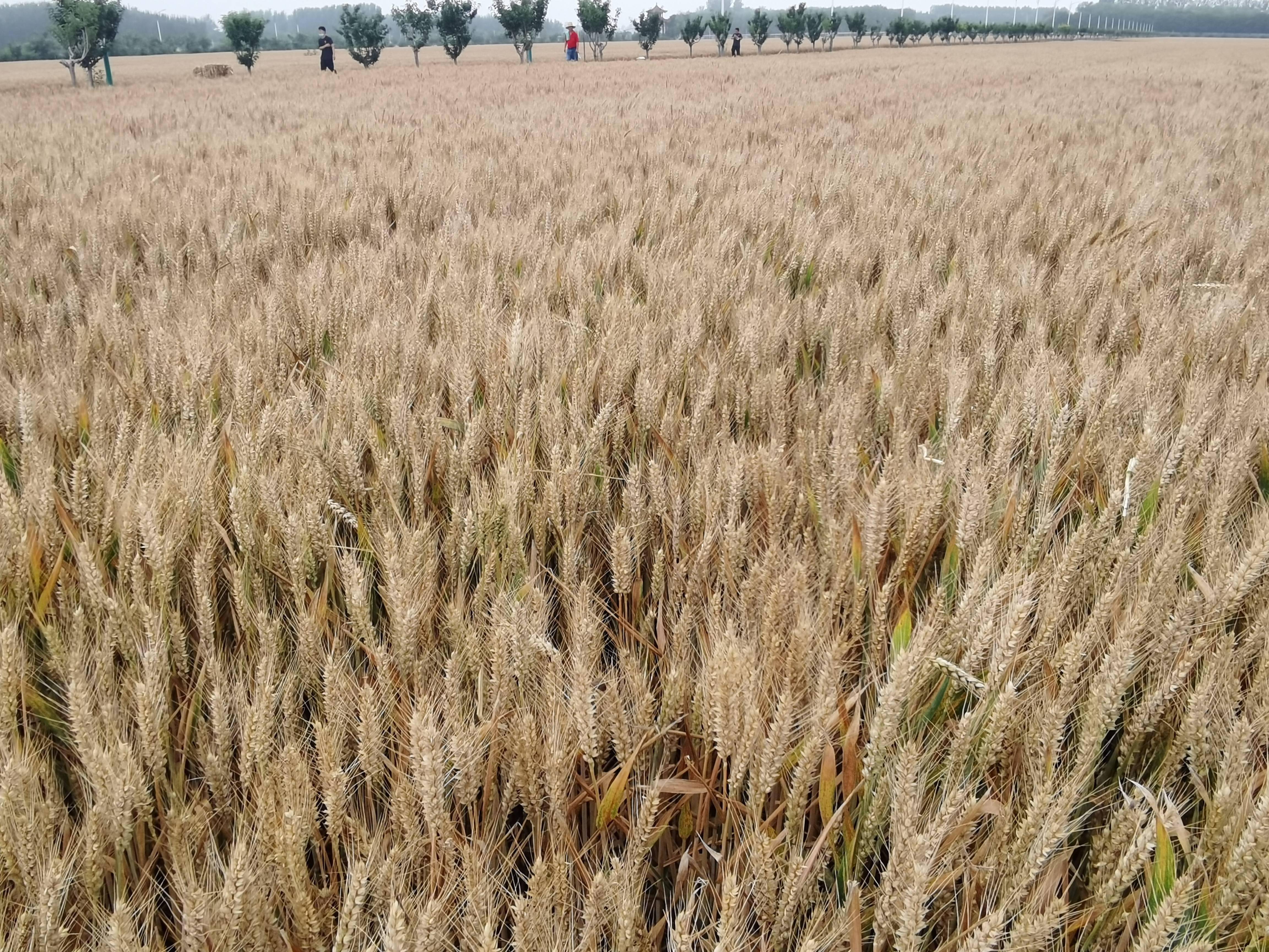 永城富硒农产品(永州富硒农业)-硒宝网