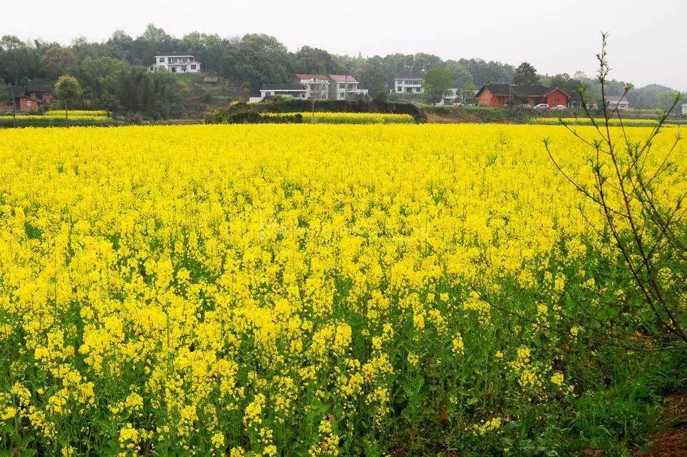 富硒农产品分类（农产品富硒分类标准）-硒宝网