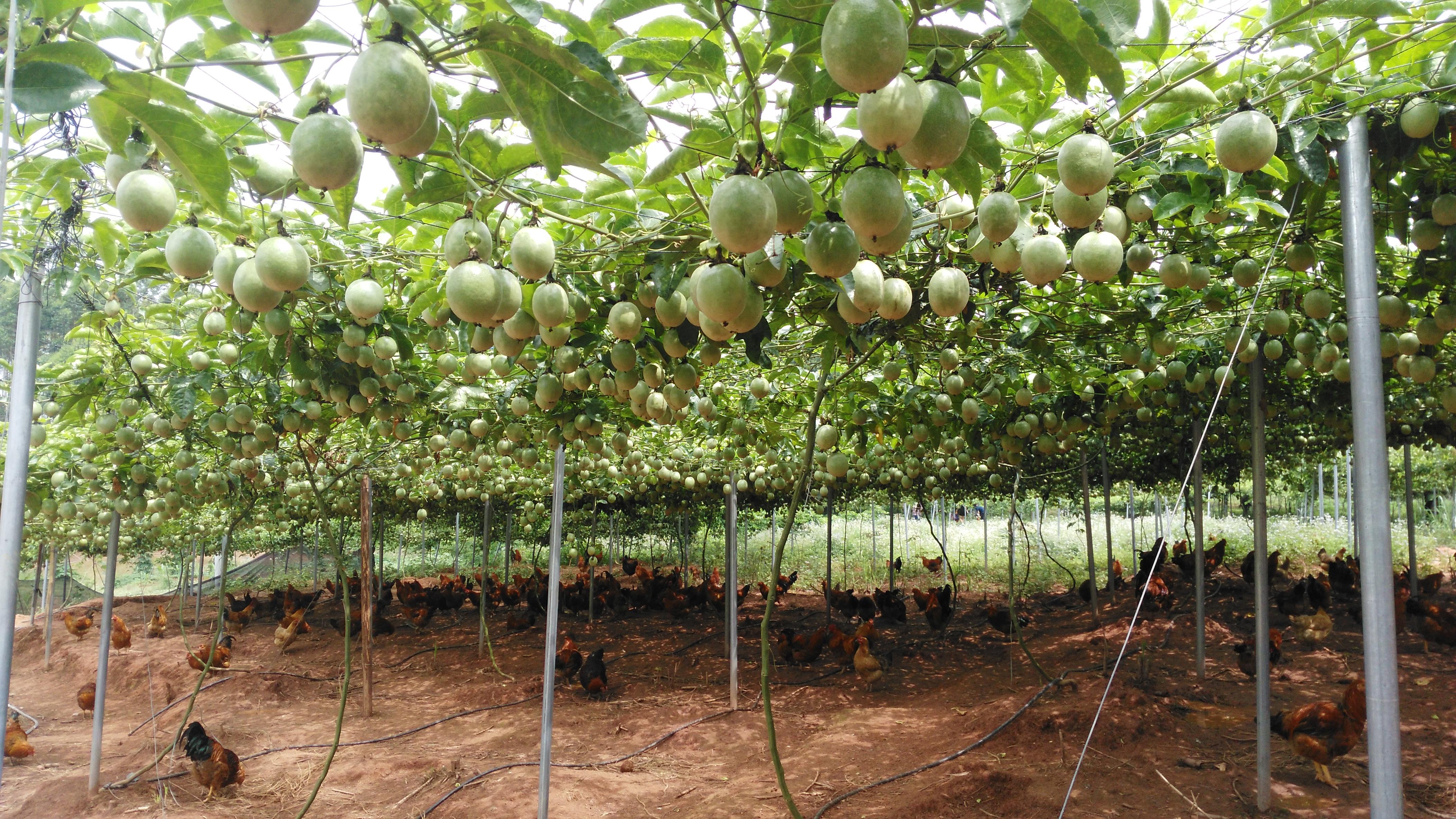 富硒农产品大会(富硒农业)-硒宝网