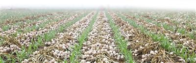 富硒农产品食品（农食品富硒产品图片）-硒宝网