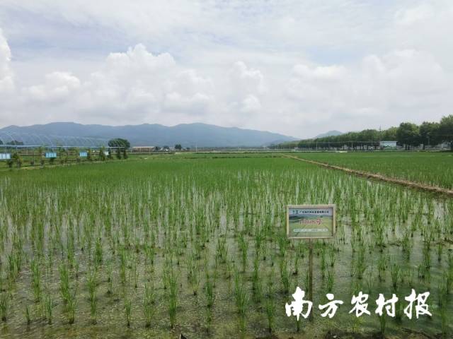 清远富硒农产品(富硒农业基地)-硒宝网