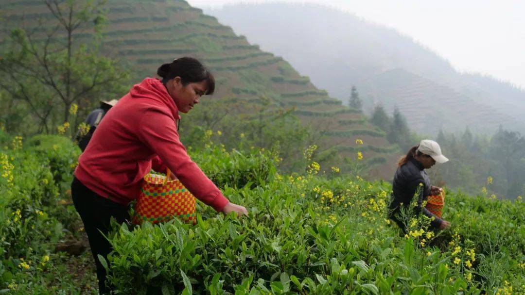 高山富硒农产品(高山富硒在哪里)-硒宝网