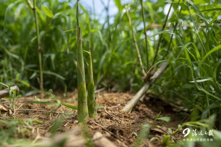 清远富硒农产品（富硒生态农业）-硒宝网