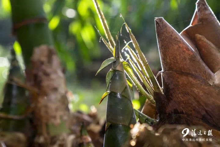 清远富硒农产品（富硒生态农业）-硒宝网
