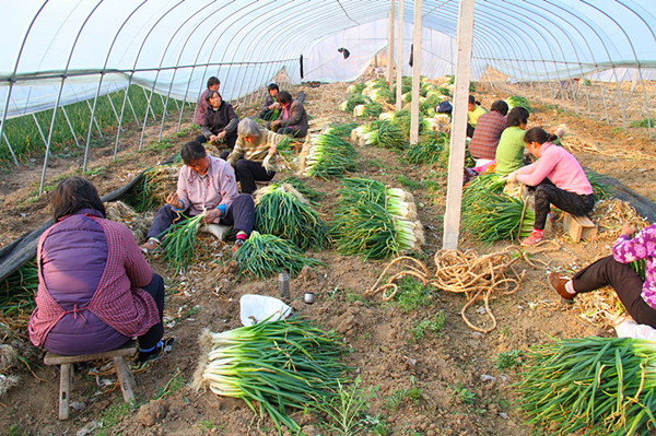 新田富硒农产品(新田富硒产品在哪个村)-硒宝网