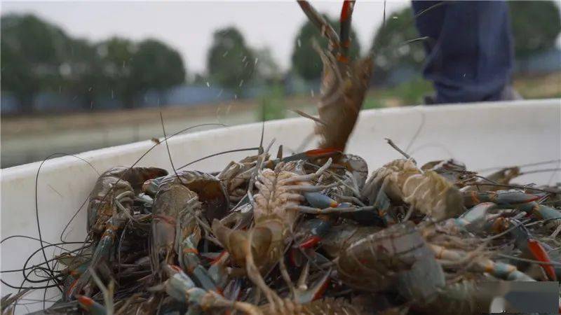 富硒农产品政策(国家富硒农产品)-硒宝网