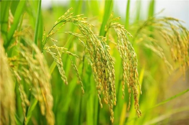 重庆市富硒产品（重庆市富硒产品生产厂家）-硒宝网