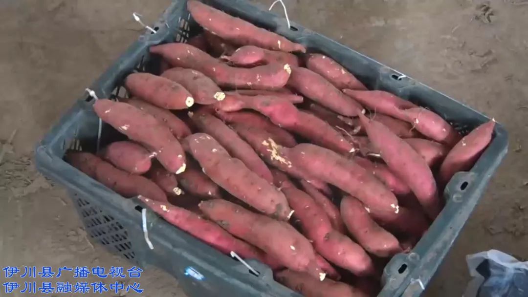 伊川富硒农产品（富硒农场产品）-硒宝网