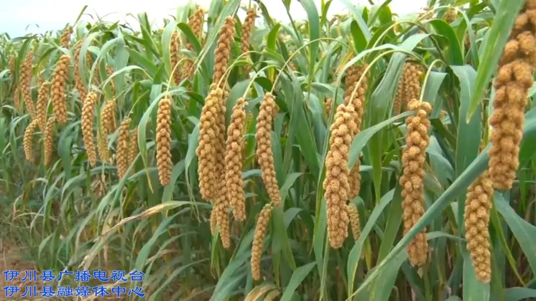 伊川富硒农产品（富硒农场产品）-硒宝网