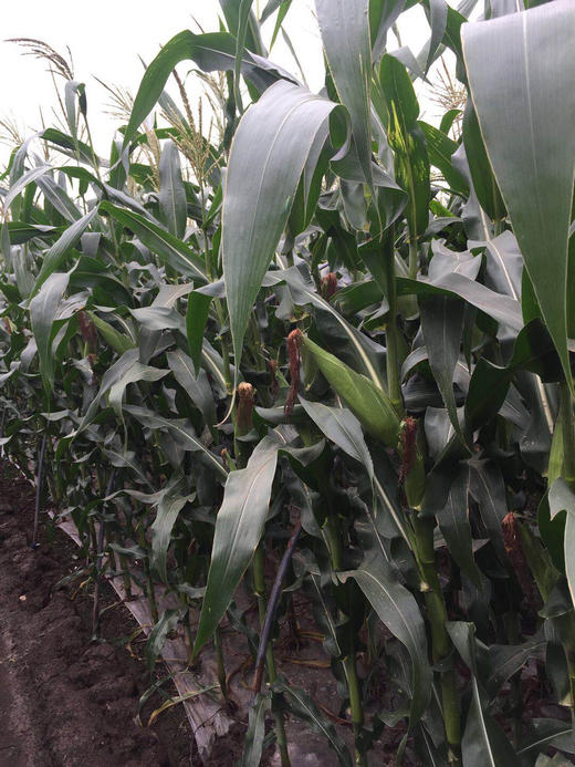 富硒农产品规范（国家富硒产品标准）-硒宝网