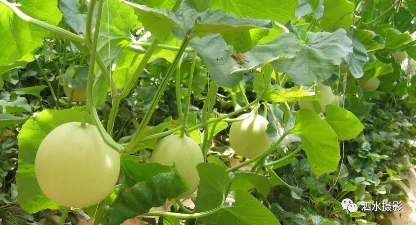 来宾富硒农产品（广西富硒）-硒宝网