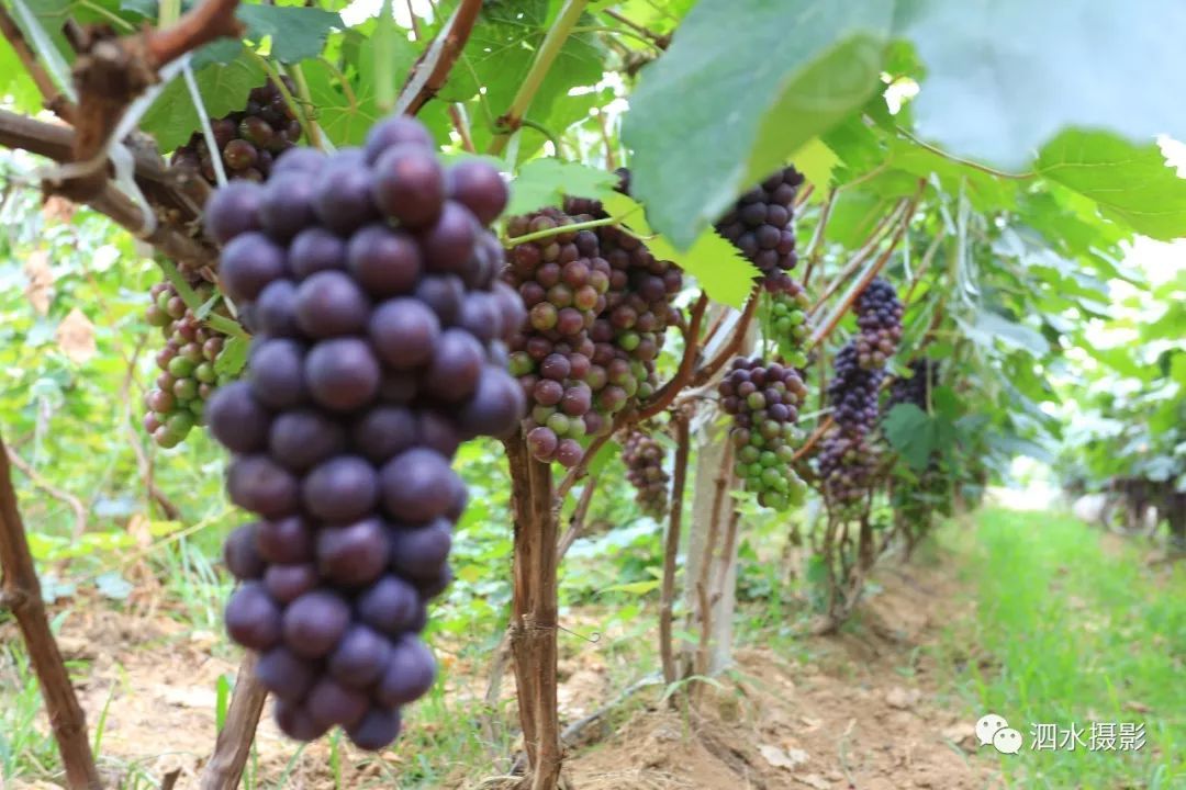 来宾富硒农产品（广西富硒）-硒宝网