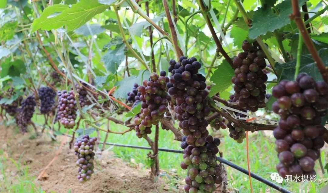 来宾富硒农产品（广西富硒）-硒宝网