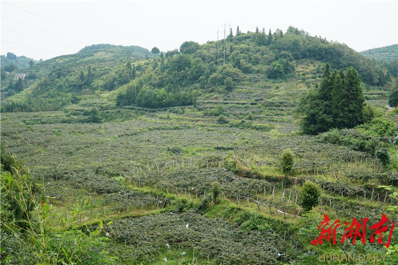 来宾富硒农产品(广西富硒农业研究中心)-硒宝网