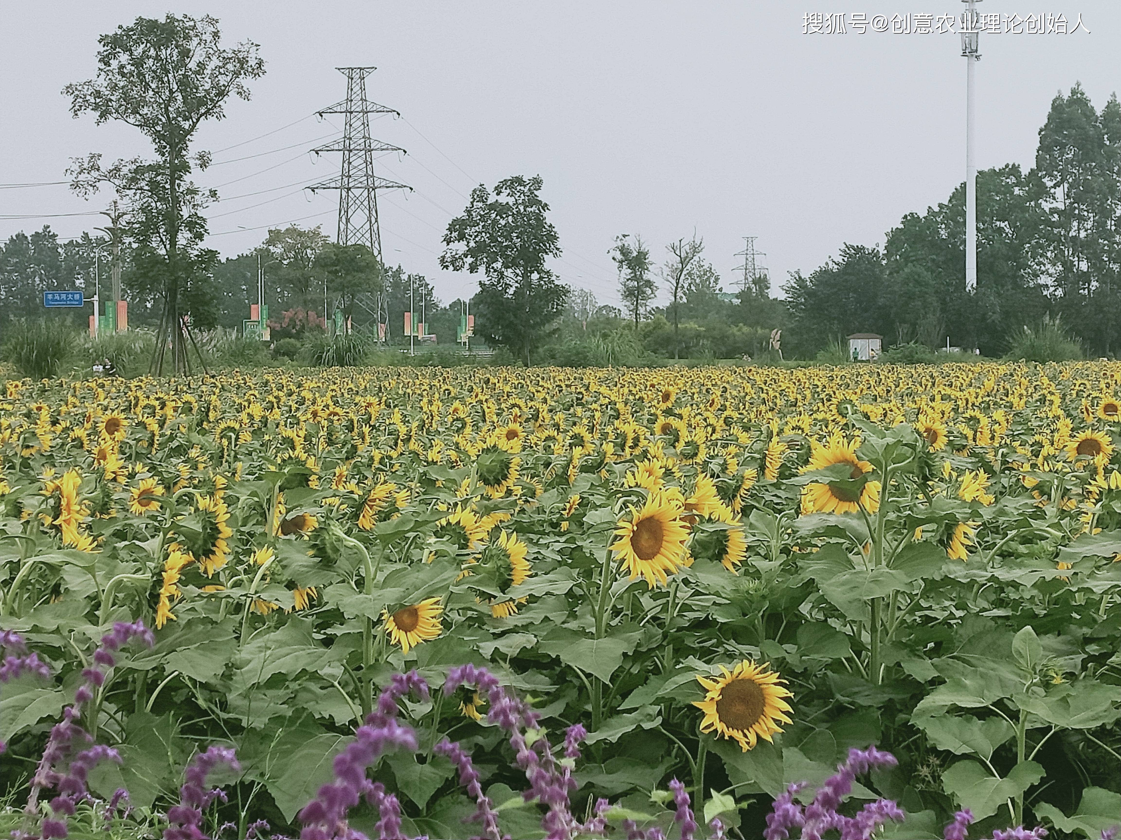 富硒深加工产品(加工富硒产品的企业)-硒宝网