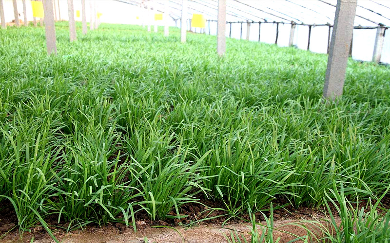 纳米富硒农产品（纳米硒肥价格）-硒宝网