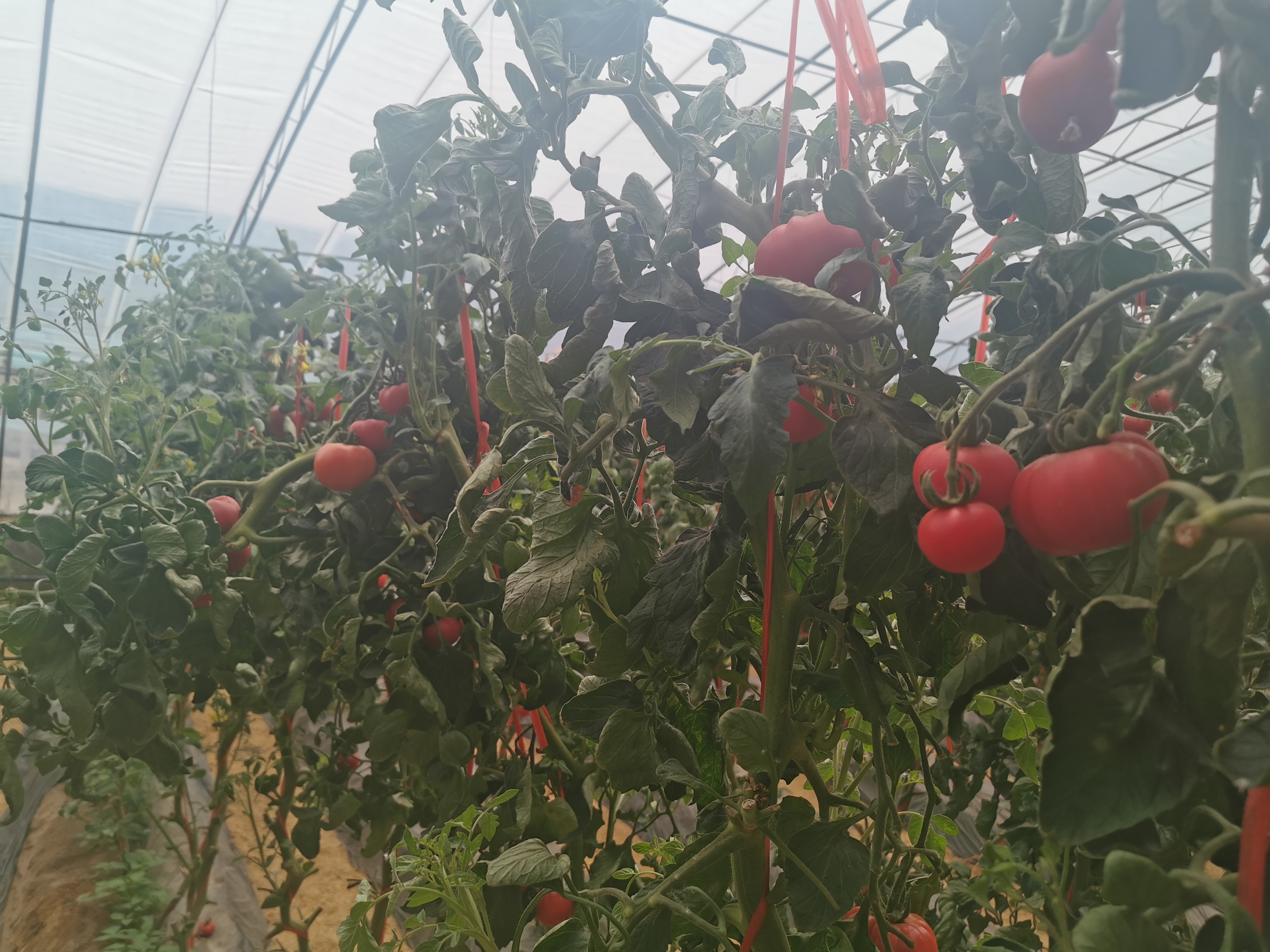 逛吃富硒农产品(富硒农副产品硒含量稳定吗)-硒宝网