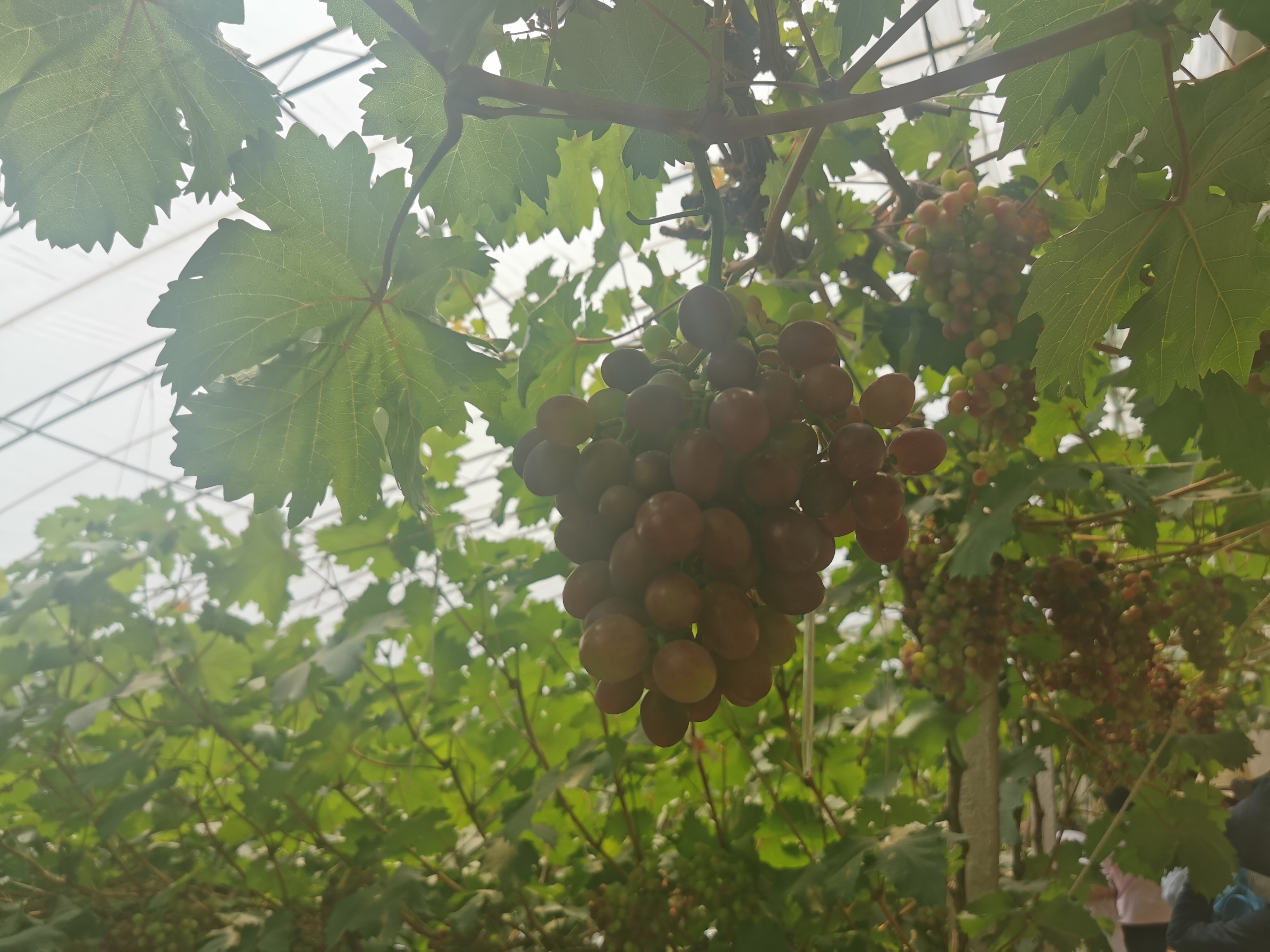 逛吃富硒农产品(富硒农副产品硒含量稳定吗)-硒宝网