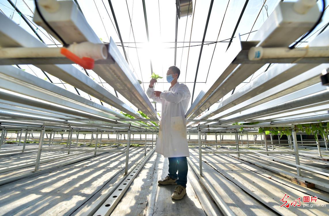 澄迈富硒农产品(澄迈富硒食品)-硒宝网