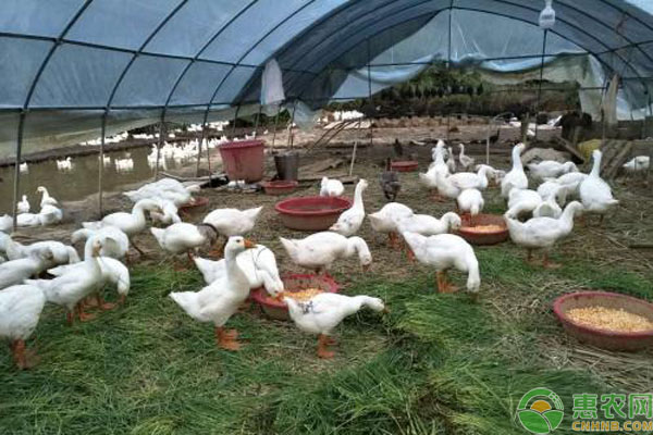 绿源富硒农产品（农科院富硒源粉）-硒宝网