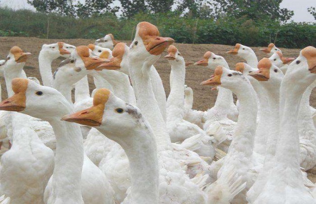 绿源富硒农产品（农科院富硒源粉）-硒宝网