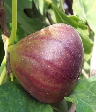 百色市富硒产品（百色市富硒产品批发市场）-硒宝网