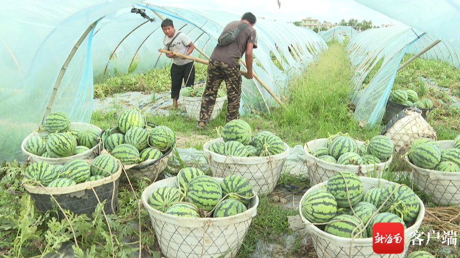 万宁富硒农产品(安康富硒产品解放网)-硒宝网