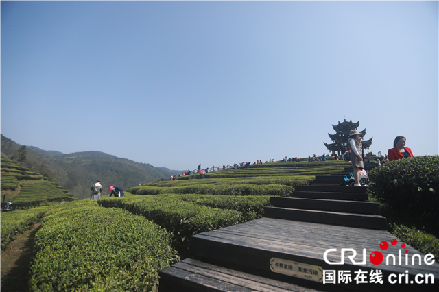 伍家台富硒贡茶(伍家台贡茶多少钱一斤)-硒宝网