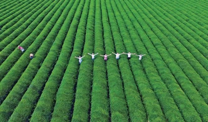 富硒农产品种植（富硒农业种植的三大特点）-硒宝网