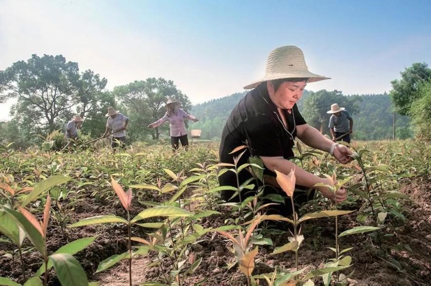 富硒农产品种植（富硒农业种植的三大特点）-硒宝网