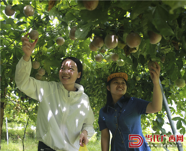 天岭富硒农产品（孟岭富硒苹果一箱几斤）-硒宝网