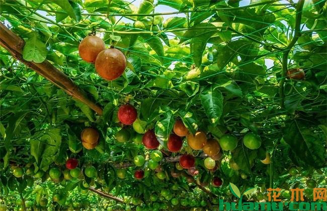 天岭富硒农产品（孟岭富硒苹果一箱几斤）-硒宝网