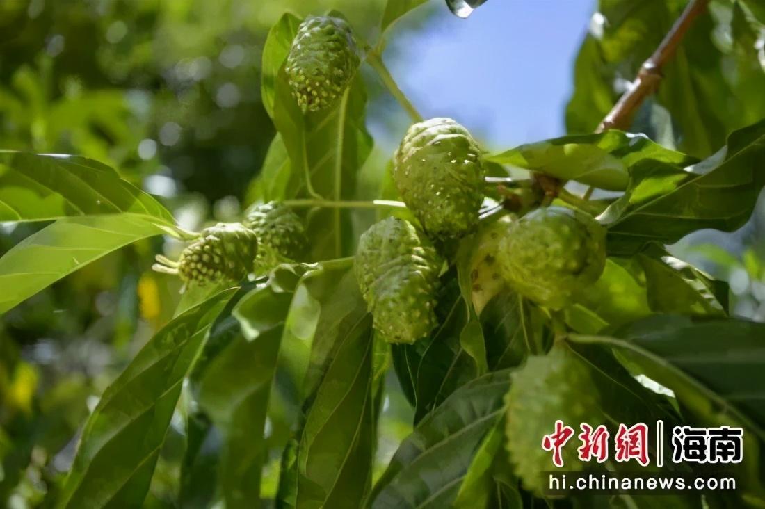 万宁富硒农产品(富硒产品专卖店)-硒宝网