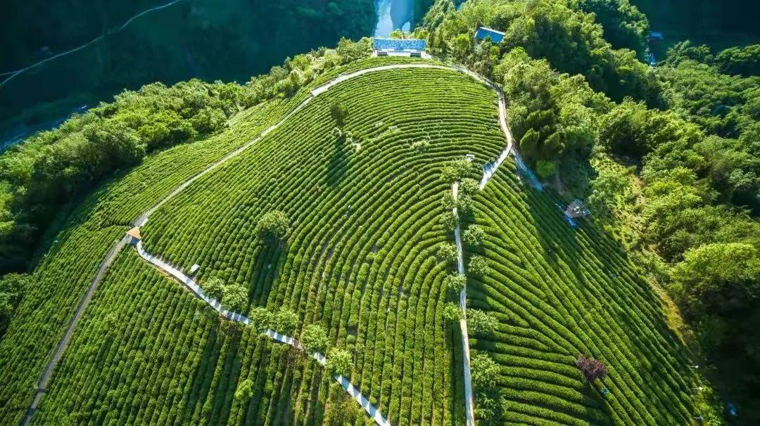 安康富硒茶亮相(安康富硒茶多少钱一斤汗水晨雾)-硒宝网