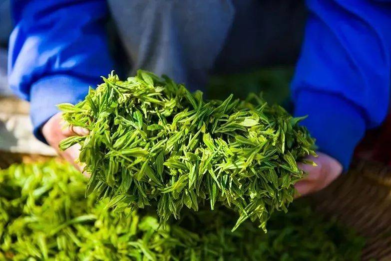 安康富硒茶亮相(安康富硒茶多少钱一斤汗水晨雾)-硒宝网