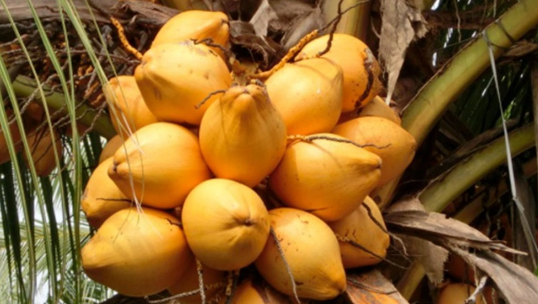 万宁富硒农产品（恩施富硒产品）-硒宝网