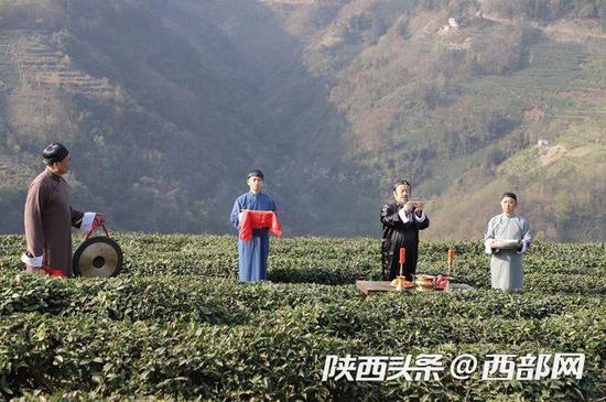 富硒茶上市时间（富硒茶树）-硒宝网