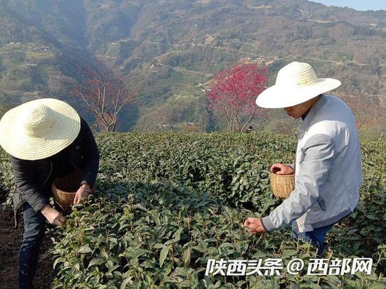 富硒茶上市时间（富硒茶树）-硒宝网
