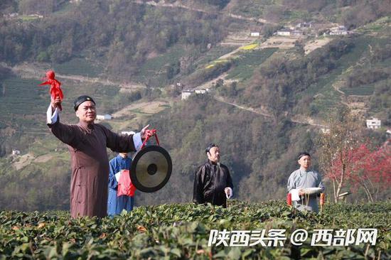 富硒茶上市时间（富硒茶树）-硒宝网