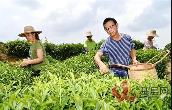 江西紫阳富硒茶(紫阳富硒茶核心产区)-硒宝网