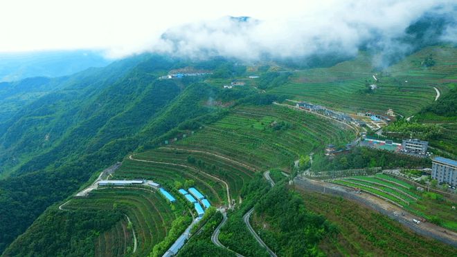 白河富硒茶价格（白河茶园）-硒宝网