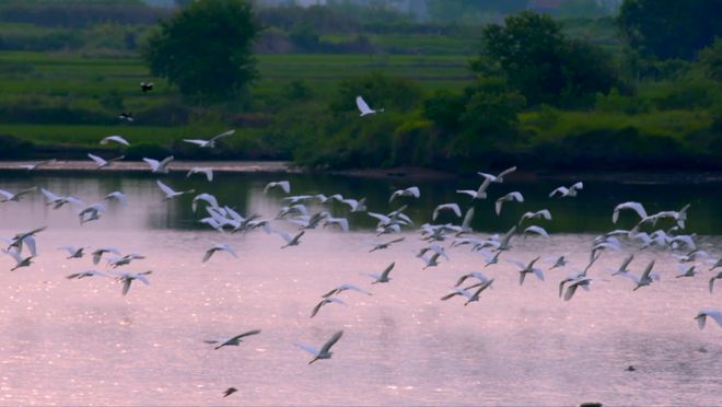 白河富硒茶价格（白河茶园）-硒宝网