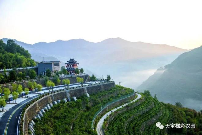 白河富硒茶价格（白河茶园）-硒宝网