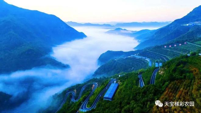 白河富硒茶价格（白河茶园）-硒宝网