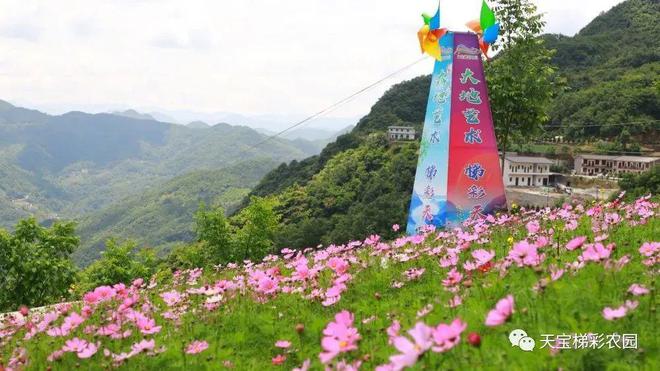 白河富硒茶价格（白河茶园）-硒宝网