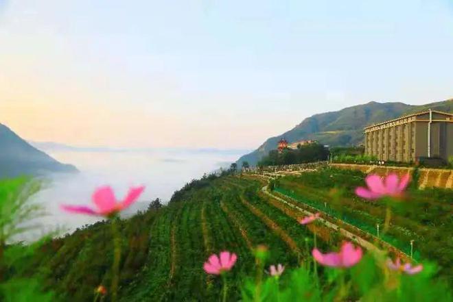 白河富硒茶价格（白河茶园）-硒宝网